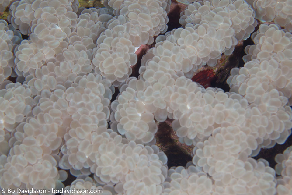 BD-100923-St-Johns-2081-Plerogyra-sinuosa-(Dana.-1846)-[Rounded-bubblegum-coral].jpg